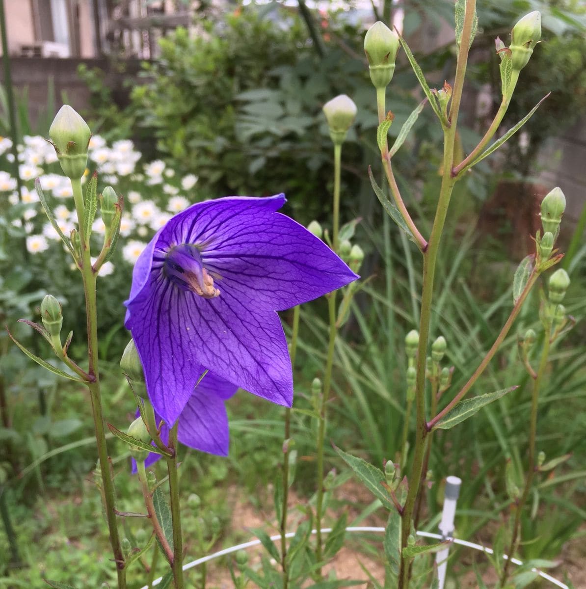 今日もわらしべ　中編