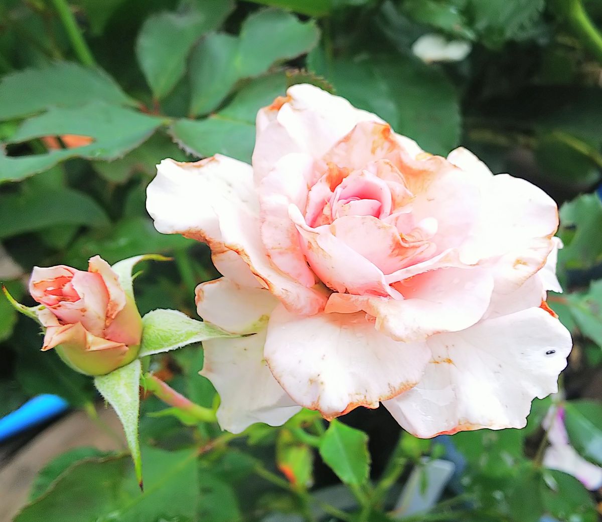 🌹も暑さと強風と雨で痛んでます🍀