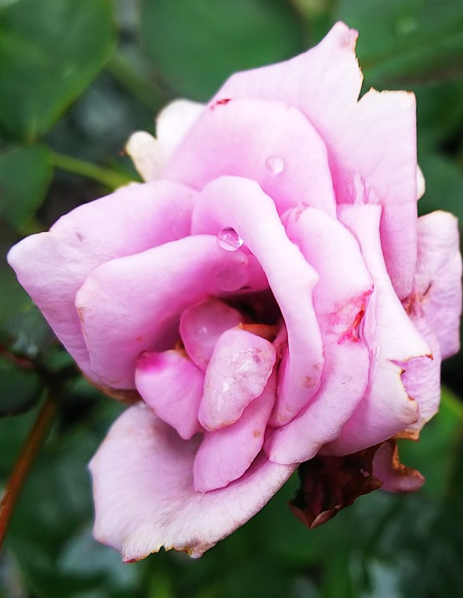 🌹も暑さと強風と雨で痛んでます🍀