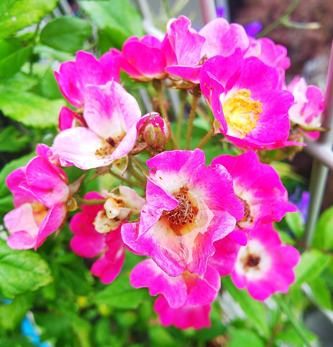 🌹も暑さと強風と雨で痛んでます🍀