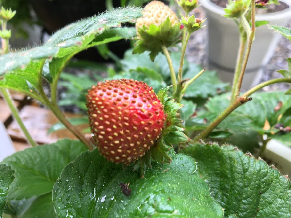 青のさむらいが赤のさむらい⁉️