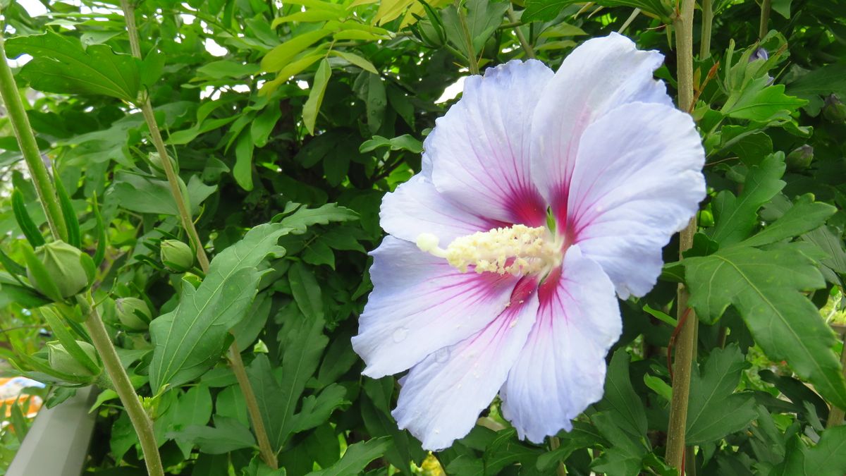 夏の花ムクゲ始動～😊～