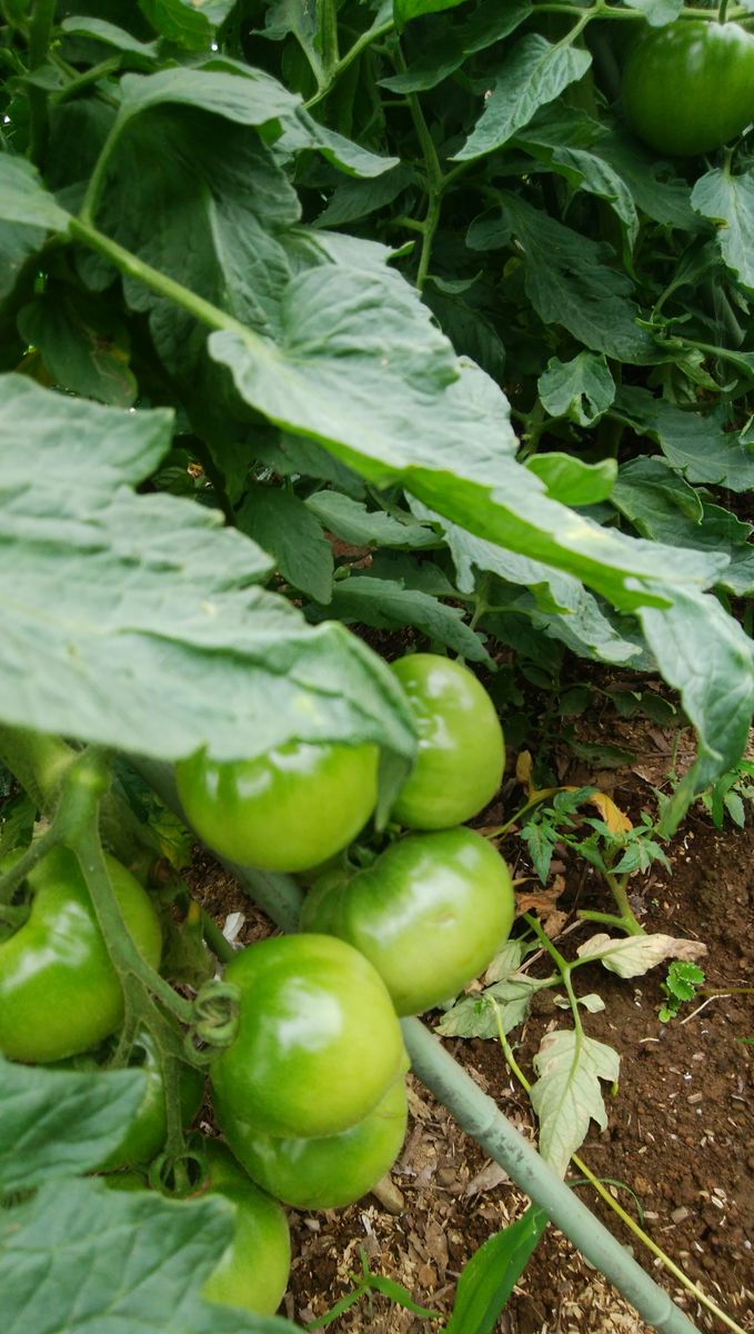 畑の野菜たち