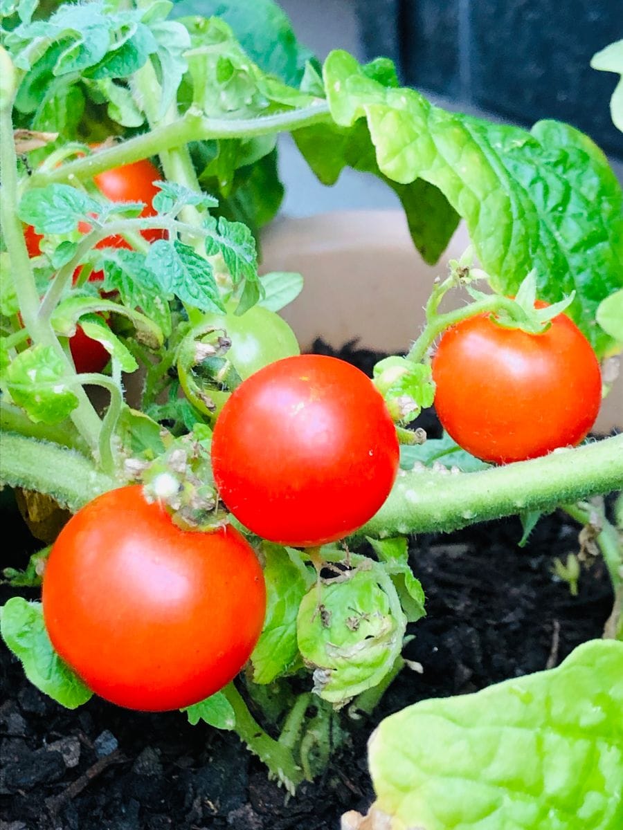 今朝の🍅レジナさん🎵