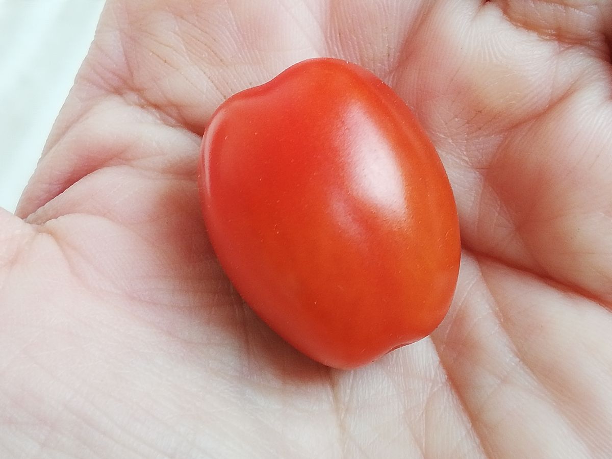 マンマミーア🍅の初収穫