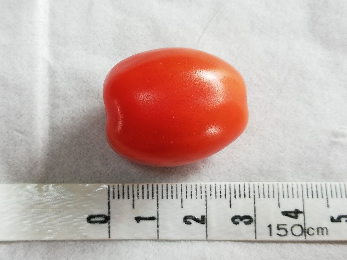 マンマミーア🍅の初収穫