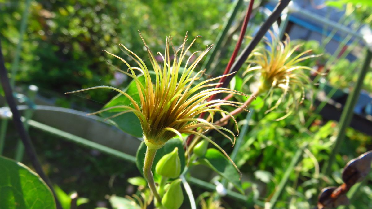 クレマチス　花の移り変わり