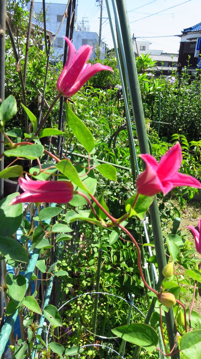 クレマチス　花の移り変わり