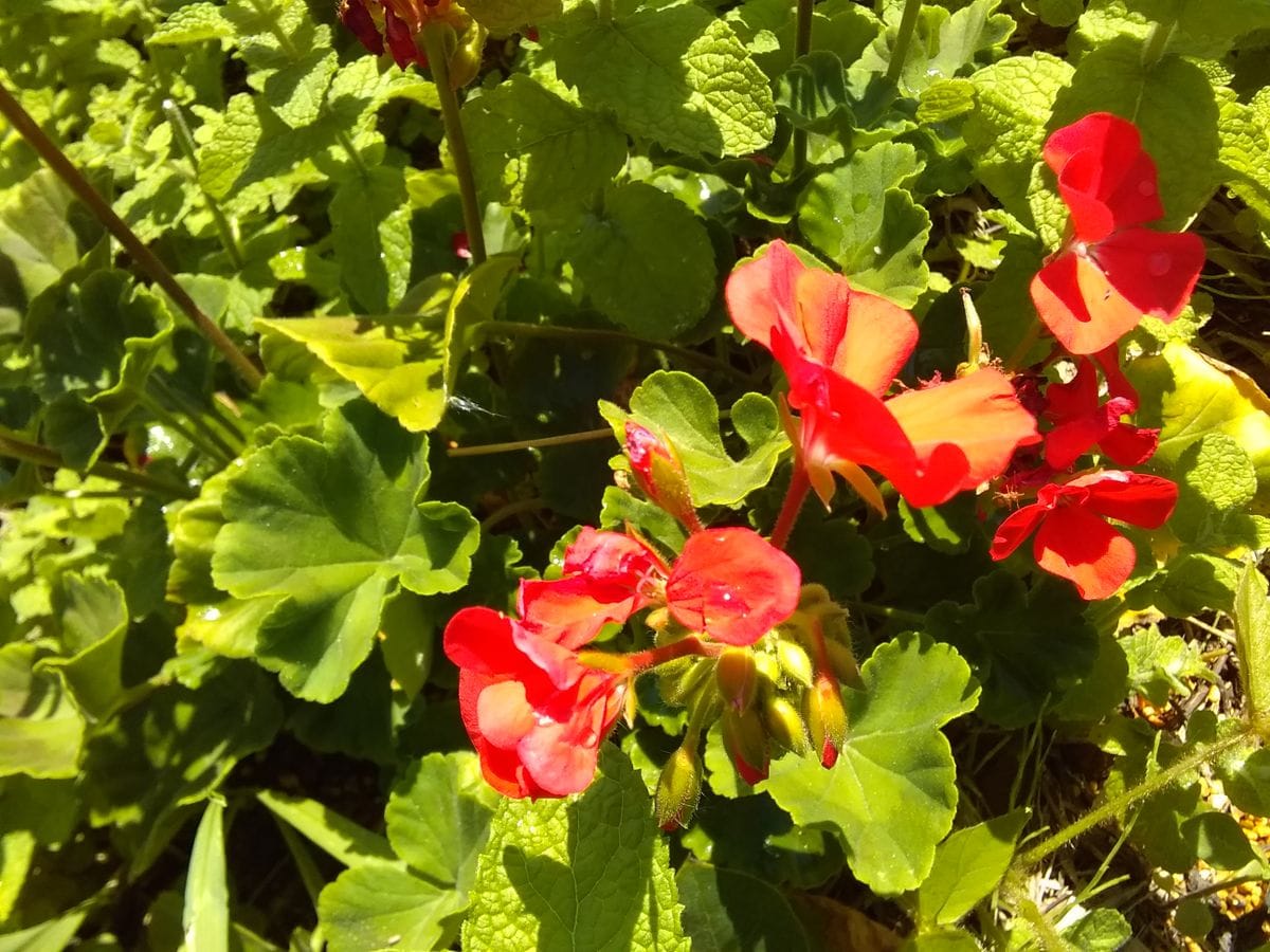 今日の菜園のお花達