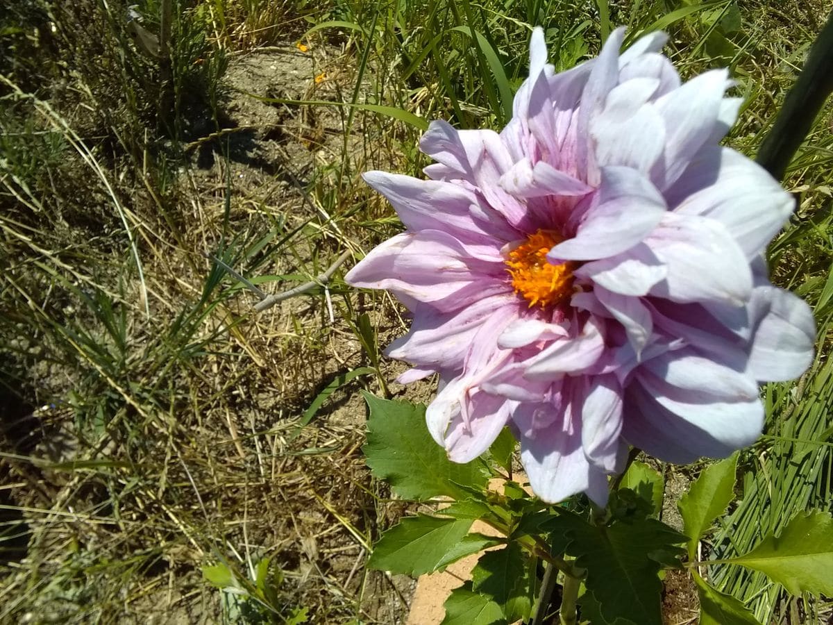 今日の菜園のお花達