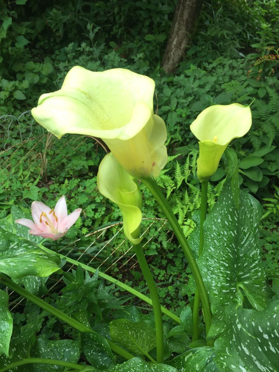 母親のうちの花