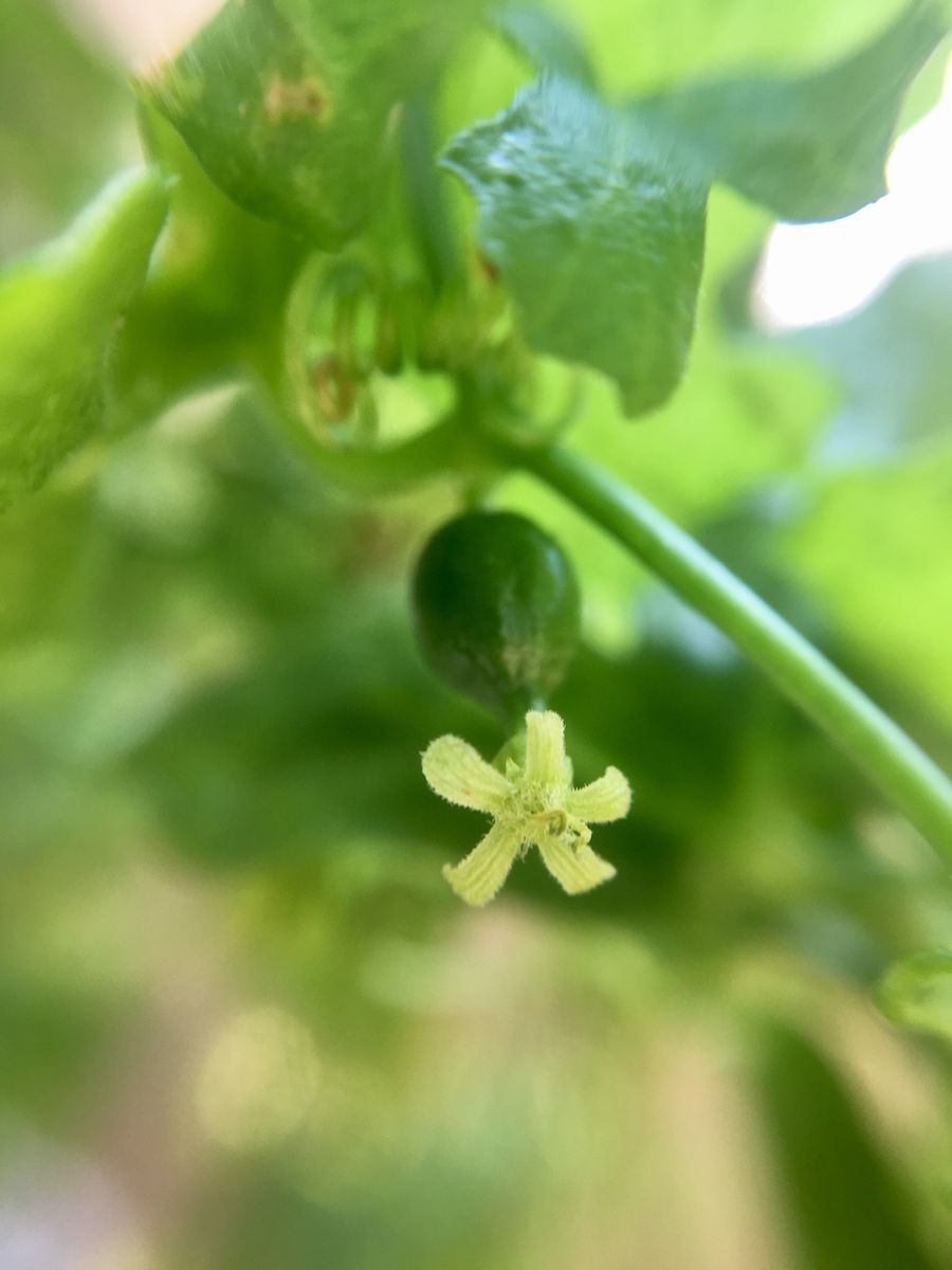 ミニミニフラワー🌼