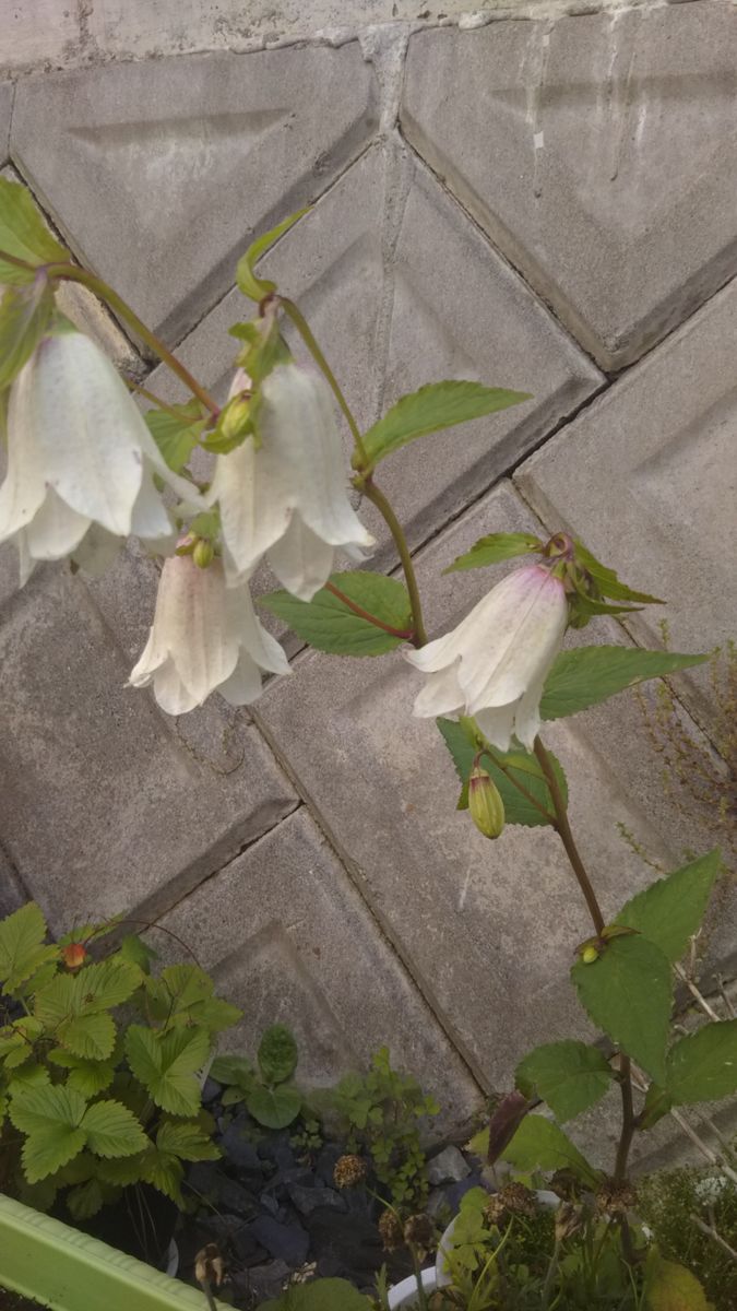 爽やかな天気になりそうです🌿✨