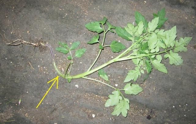 トマトの寝かせ植え