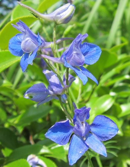 トマトの寝かせ植え