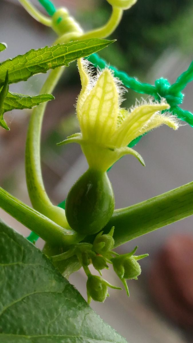 我が家の花🌼黄色編②