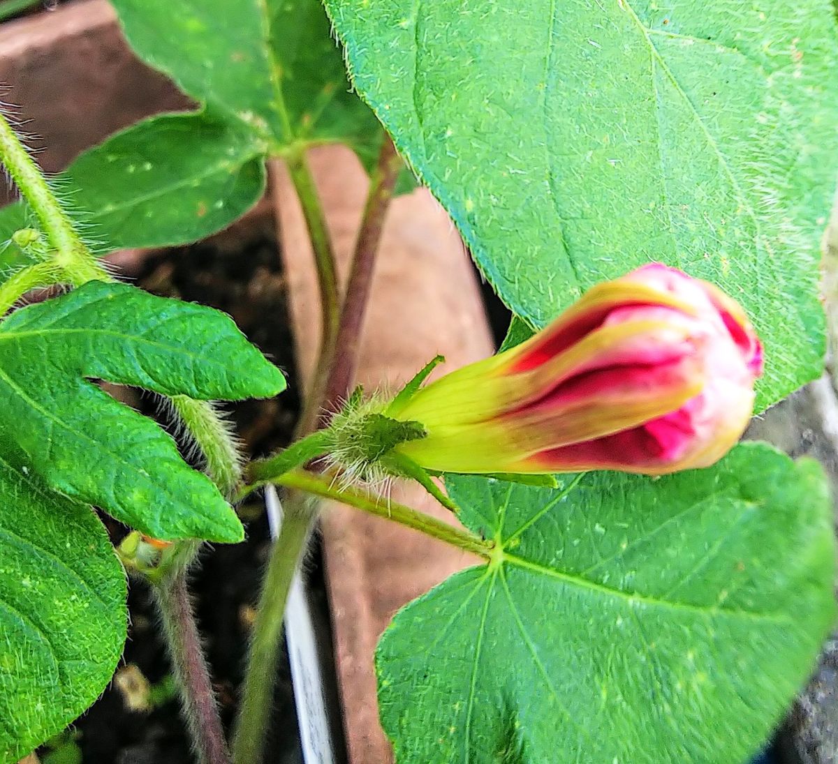 朝顔の蕾🎵曜白朝顔・富士の紅