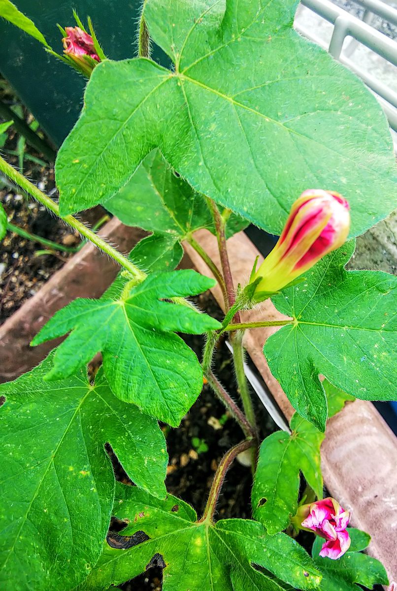 朝顔の蕾🎵曜白朝顔・富士の紅