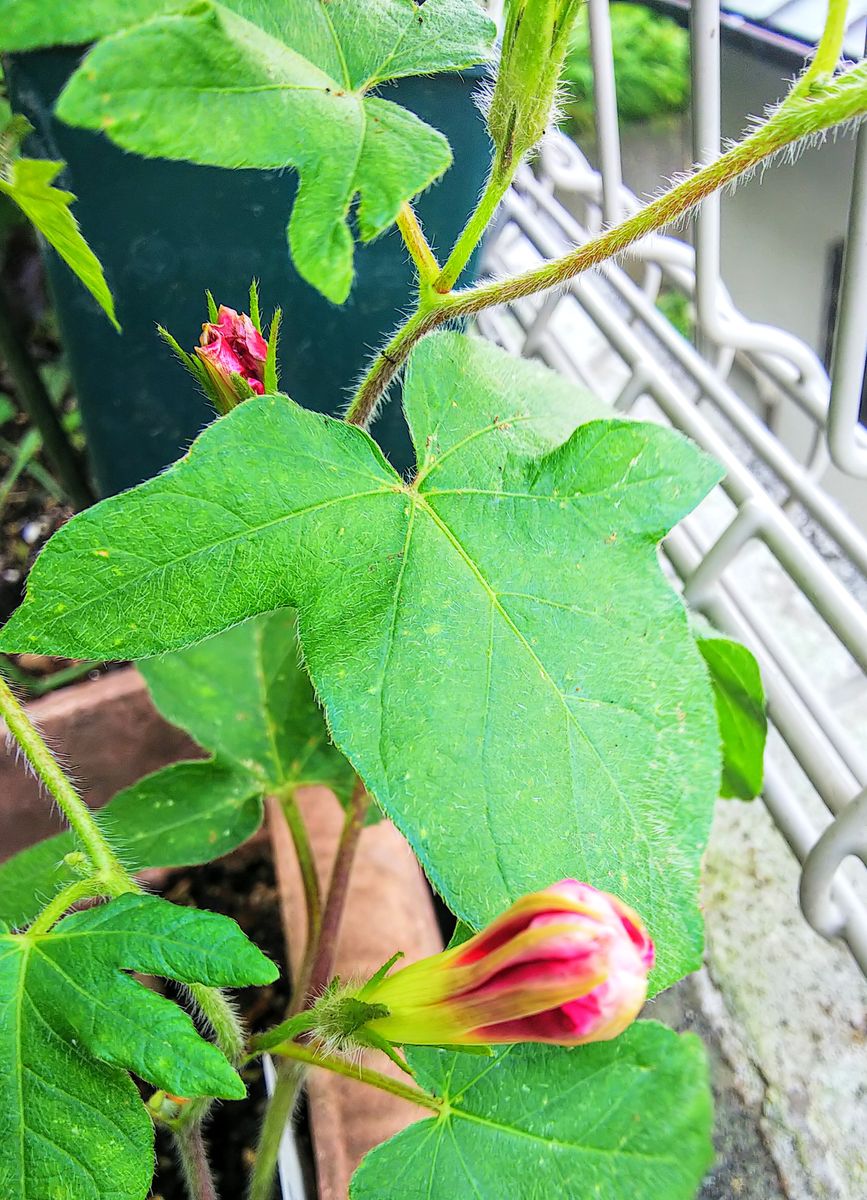 朝顔の蕾🎵曜白朝顔・富士の紅