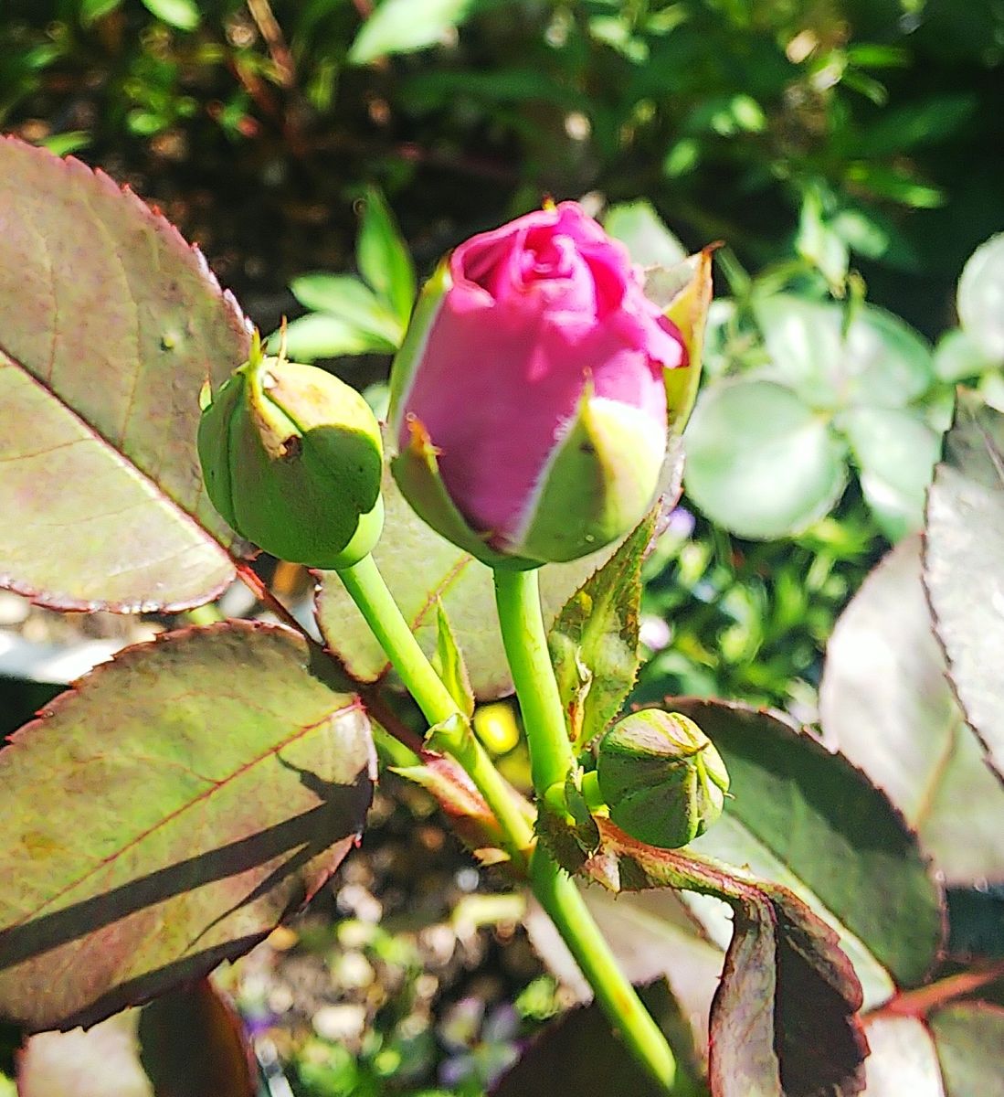 バラの二番花🌺