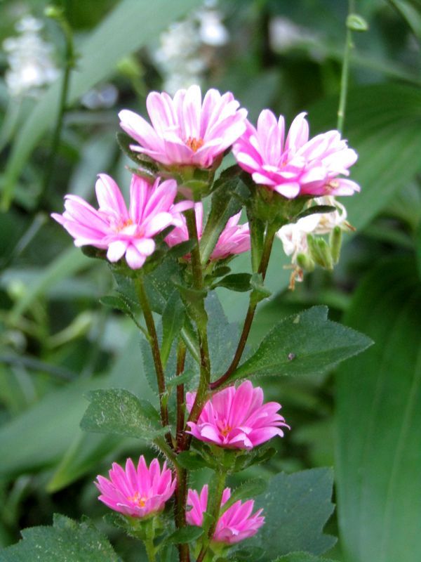 アスター開花