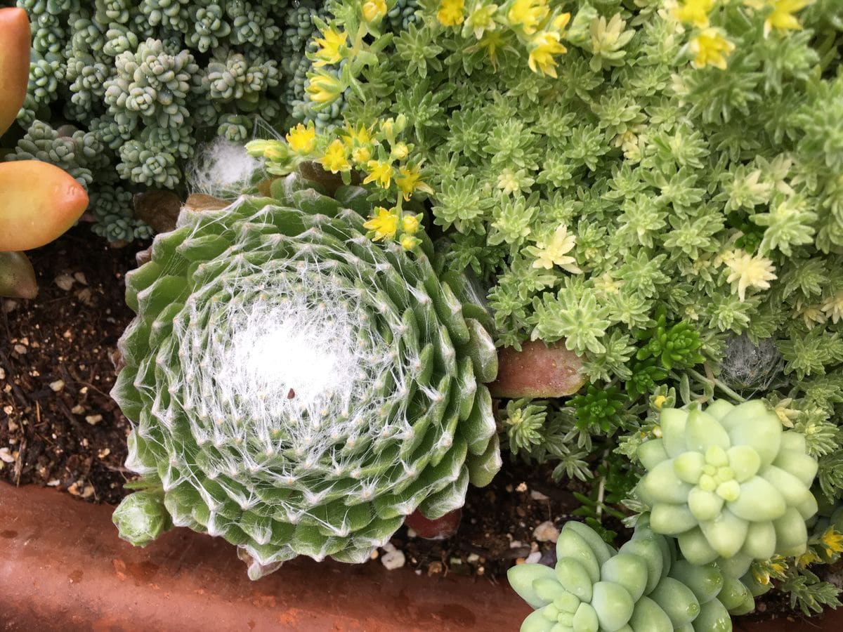 今日の植物たち