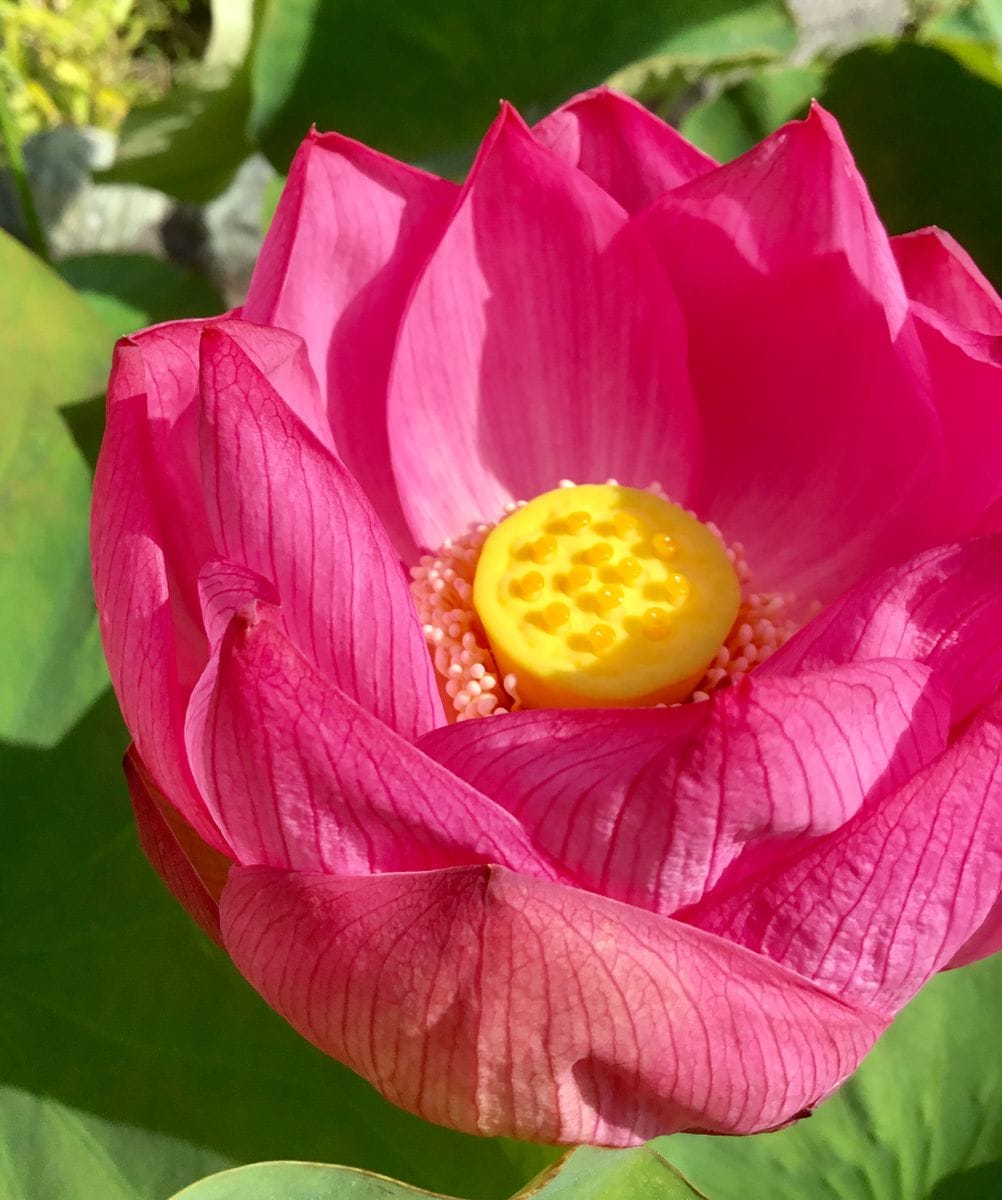 お寺の蓮が咲きました🌸