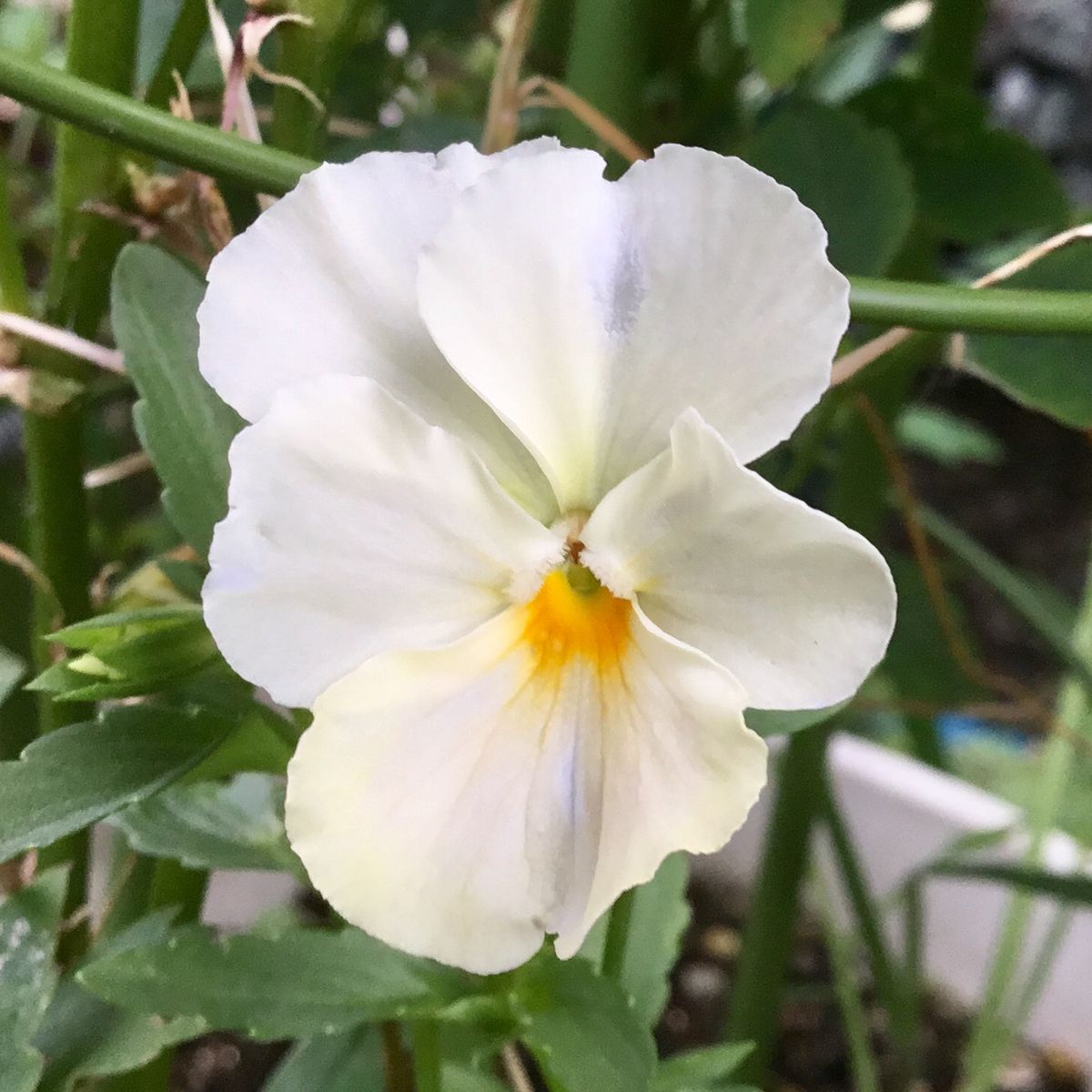 春の花が咲き続けます🌼