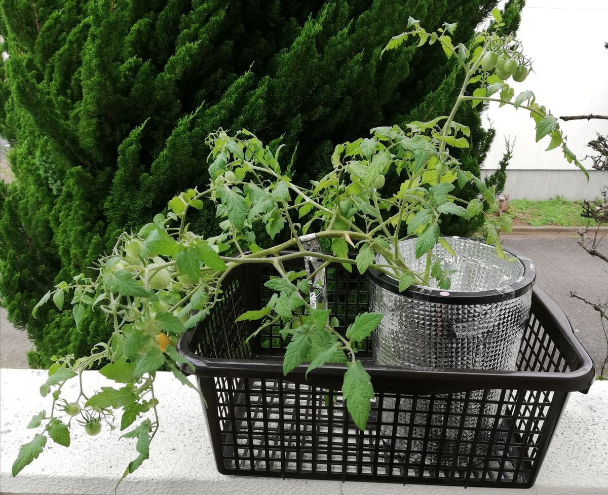 マンマミーア🍅の味はいかに？