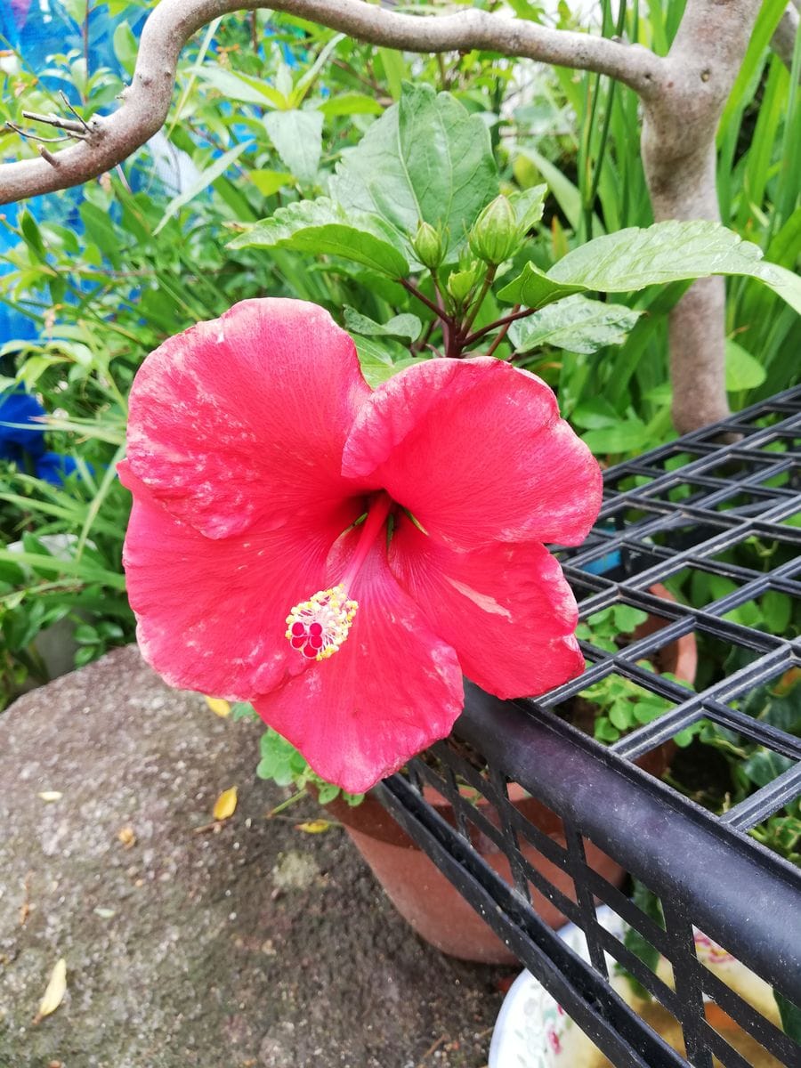 曇り空。我が家のお花。