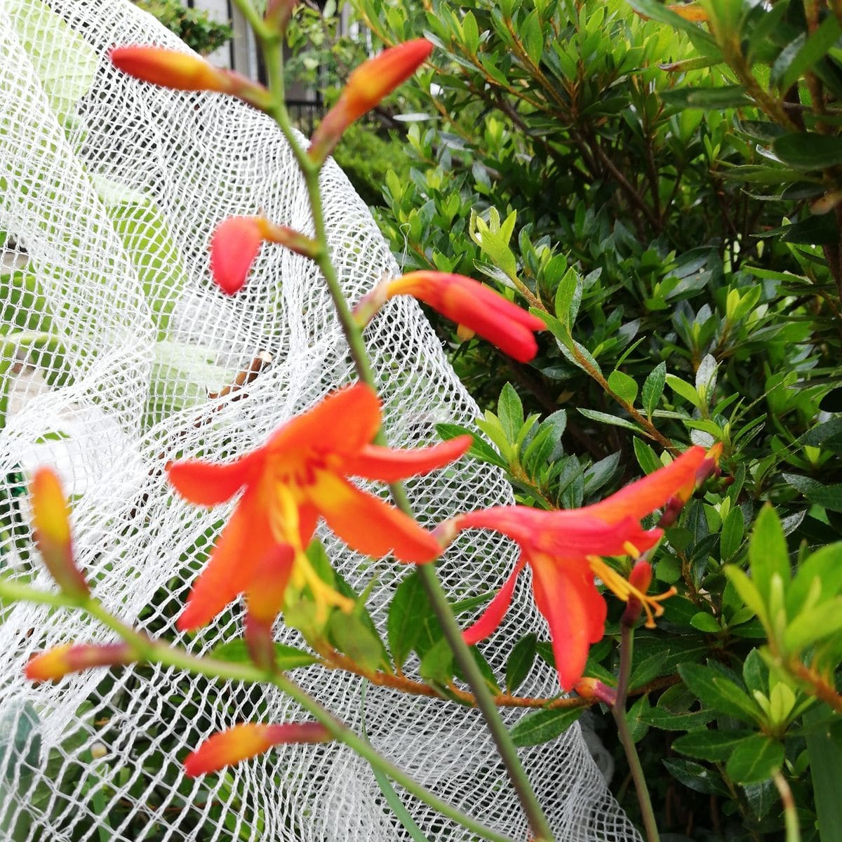 曇り空。我が家のお花。