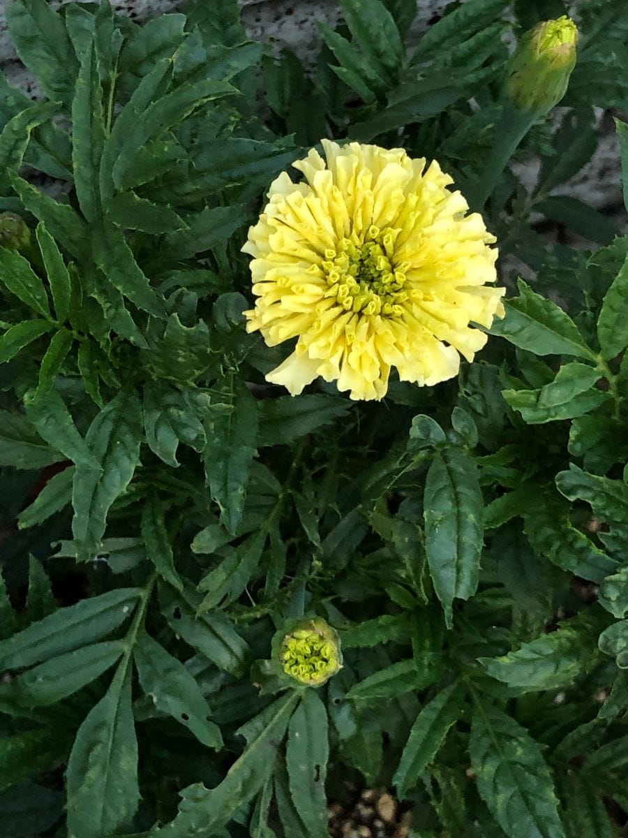 じいじさんのプランターにローズナクレさんの花を植えて