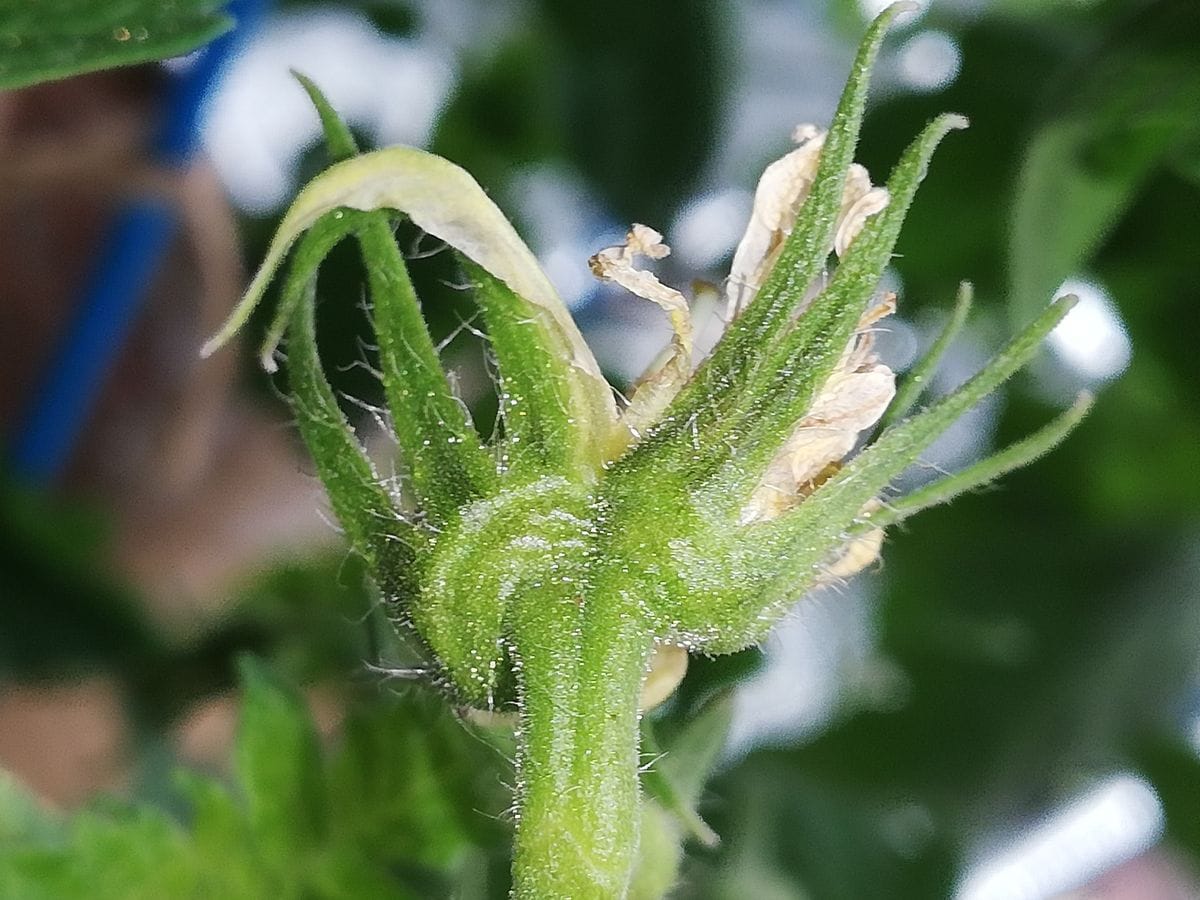 トマトの実🍅の様子