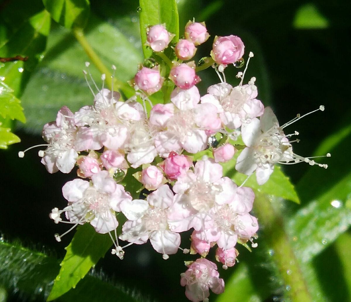 源平シモツケ🌼