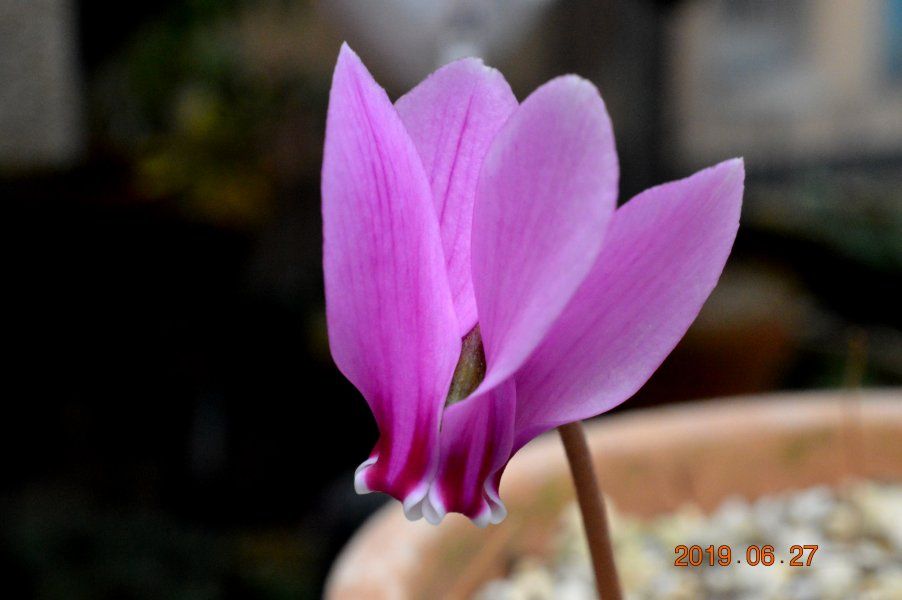 元気な原シク・ヘデリの花