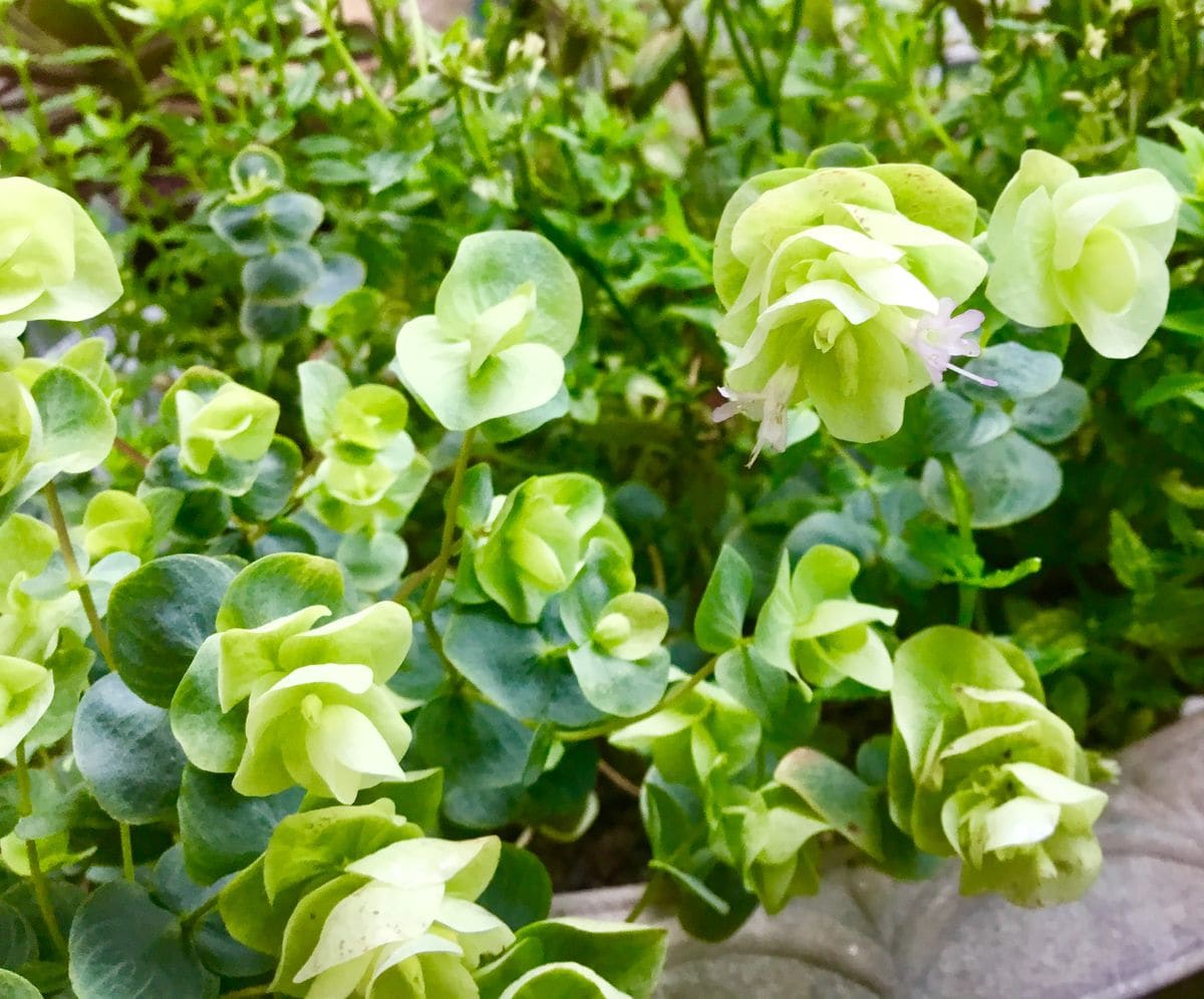 初夏に咲く花💐