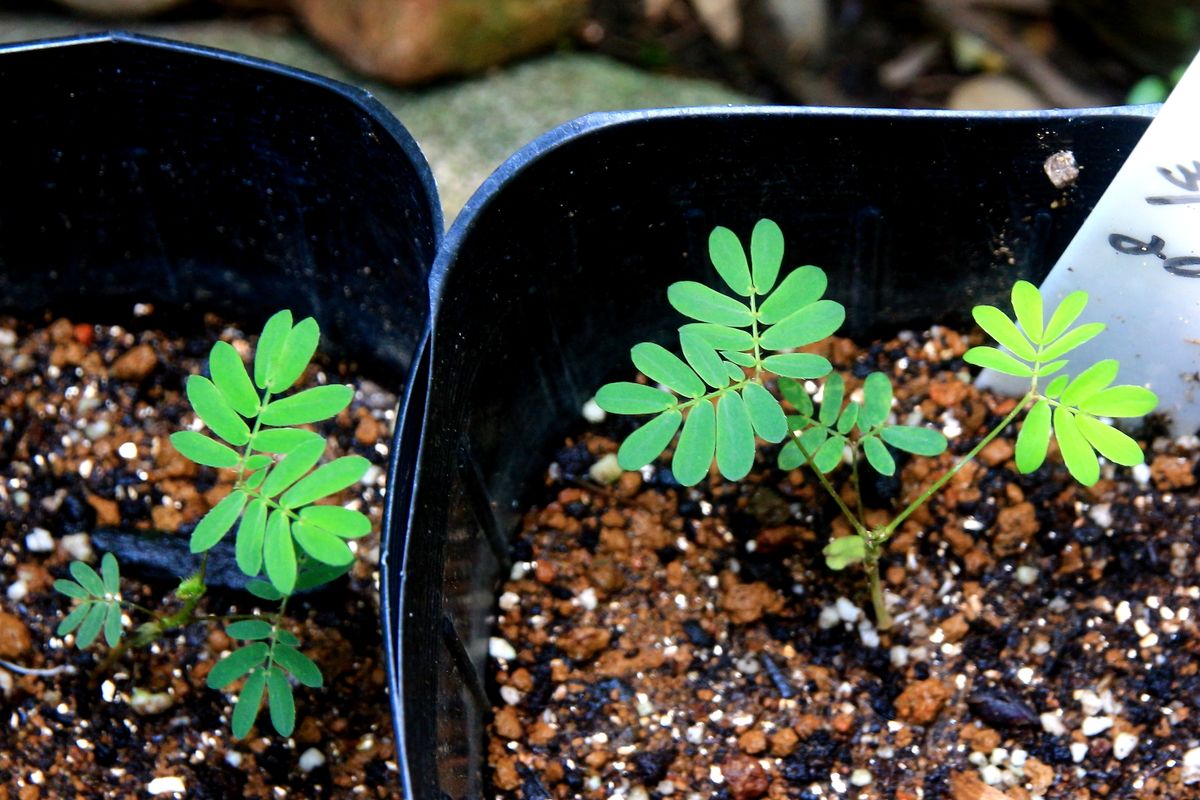 これ観葉植物？