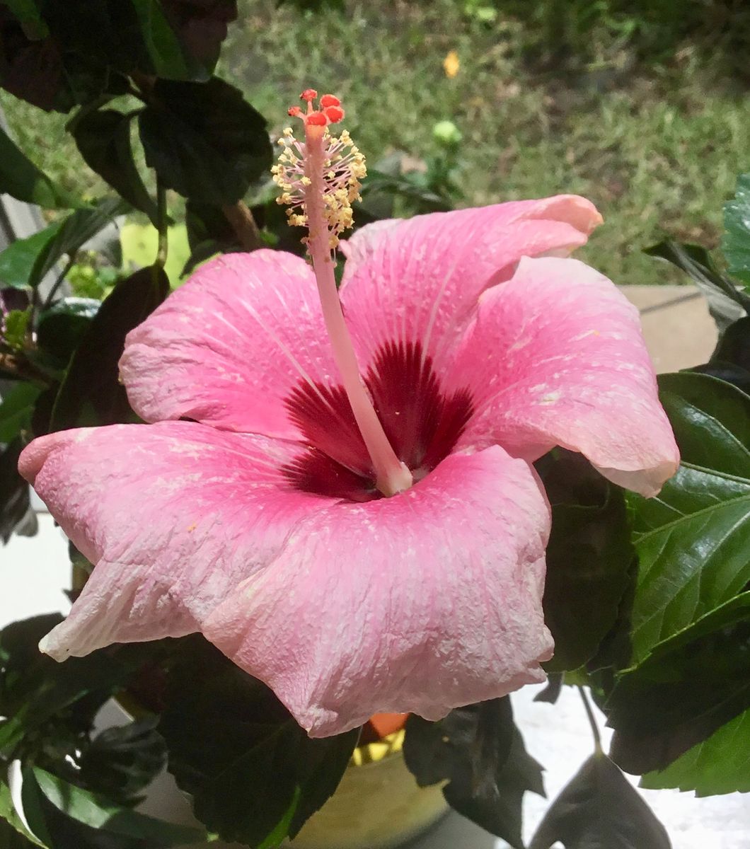 夏の花をお迎え💐①