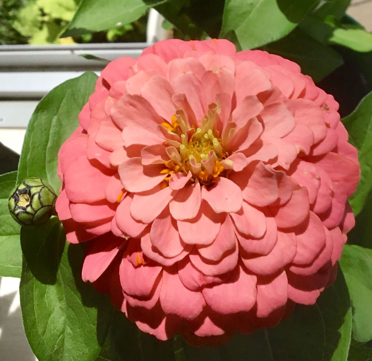 夏の花をお迎え💐①