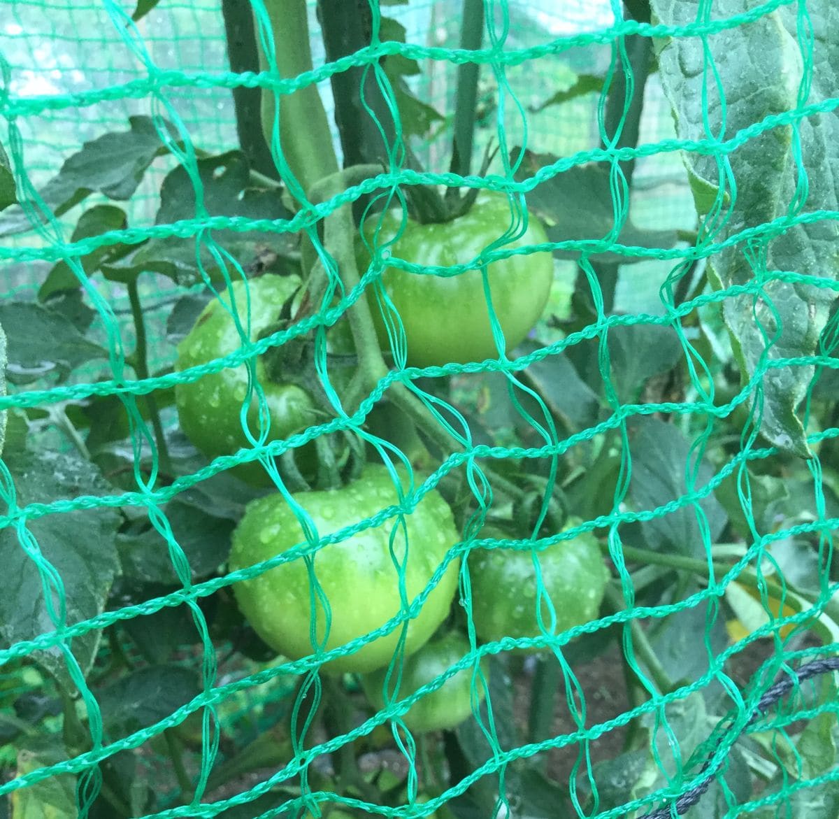 今日のトマト🍅