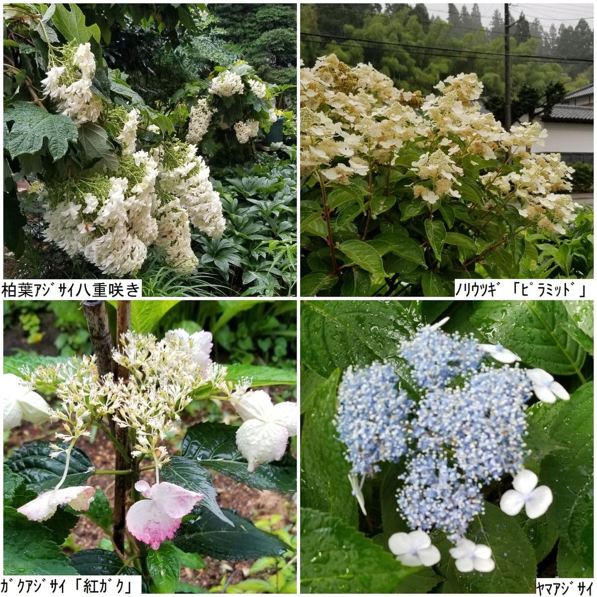 雨に濡れて～アジサイ！