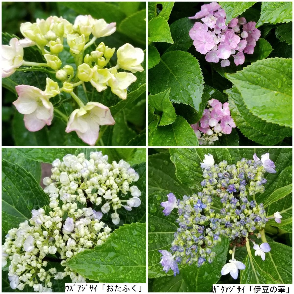 雨に濡れて～アジサイ！