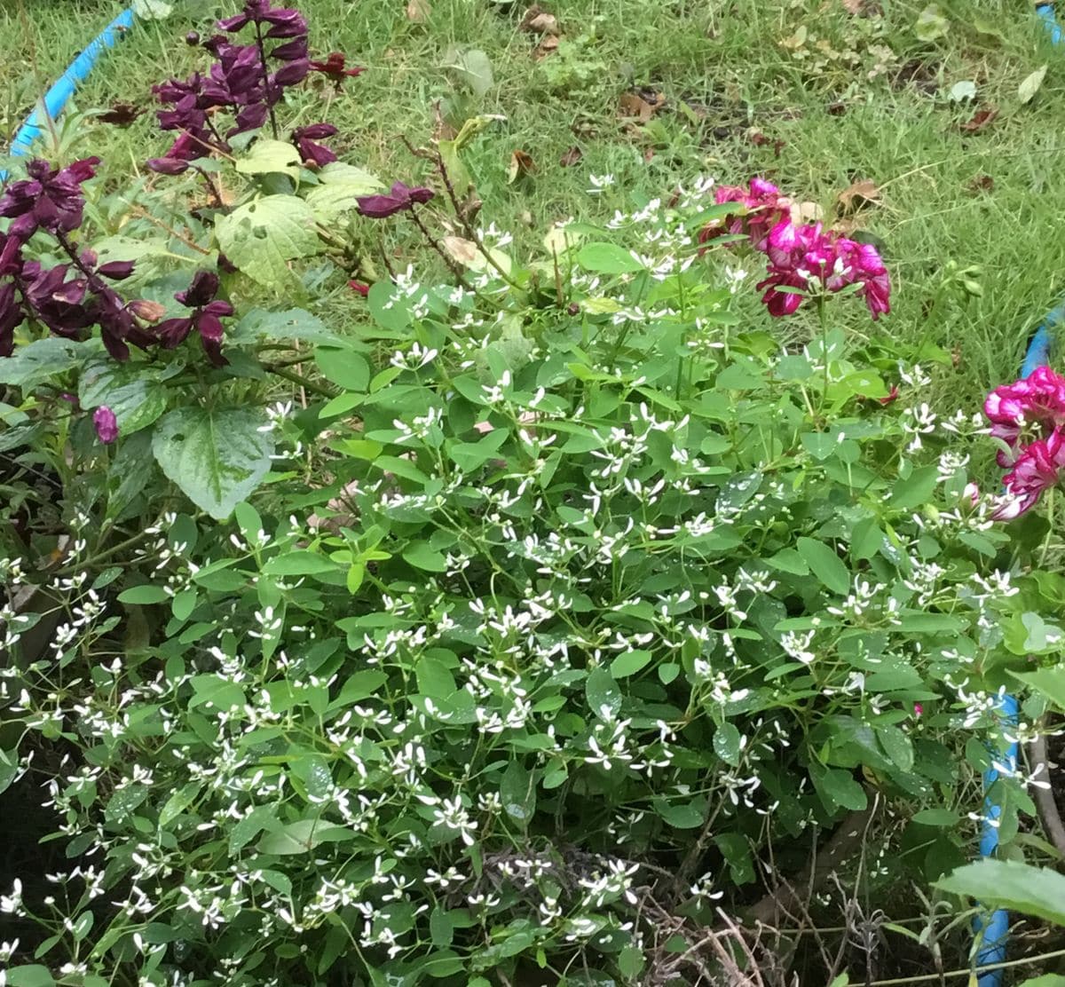 もりもりの花たち💐