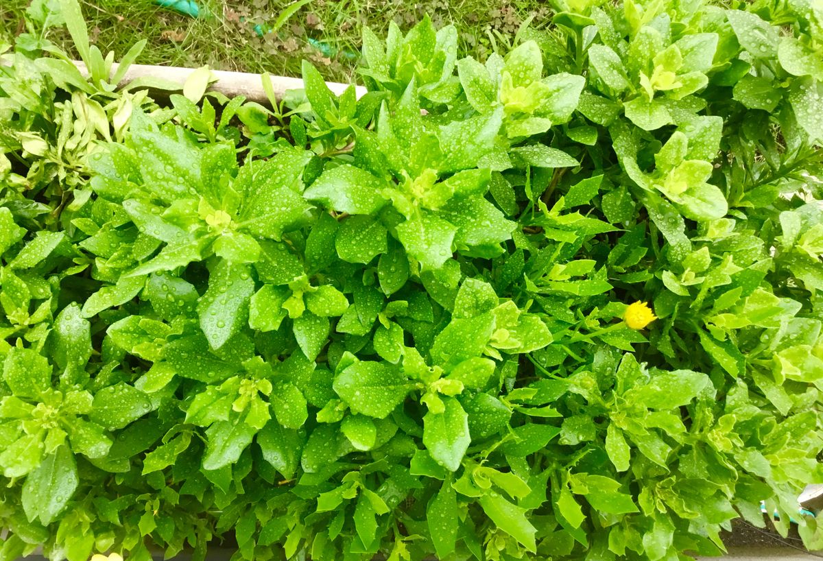 もりもりの花たち💐