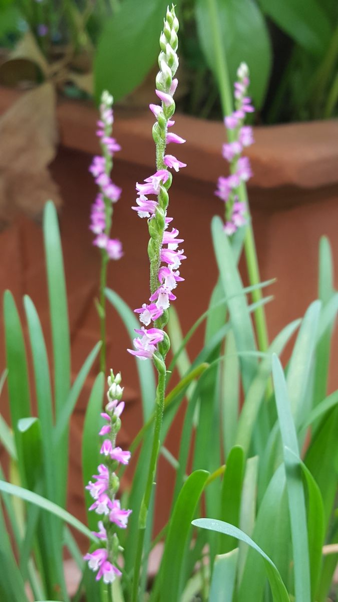 ふくおかルーバルガーデン2～庭便り❗今日は梅雨ぞらながら静かな週末🌿です。