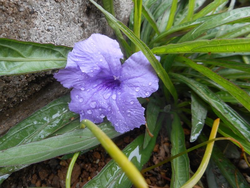 色んなお花♪