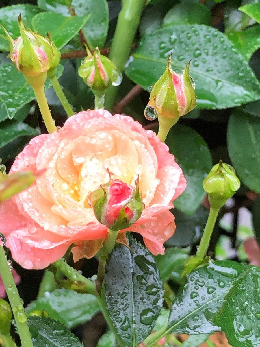 雨の中じっと耐える