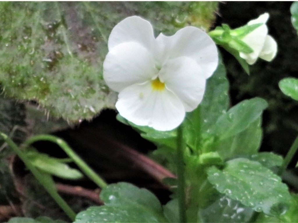 🌺ビオラの花が咲いた