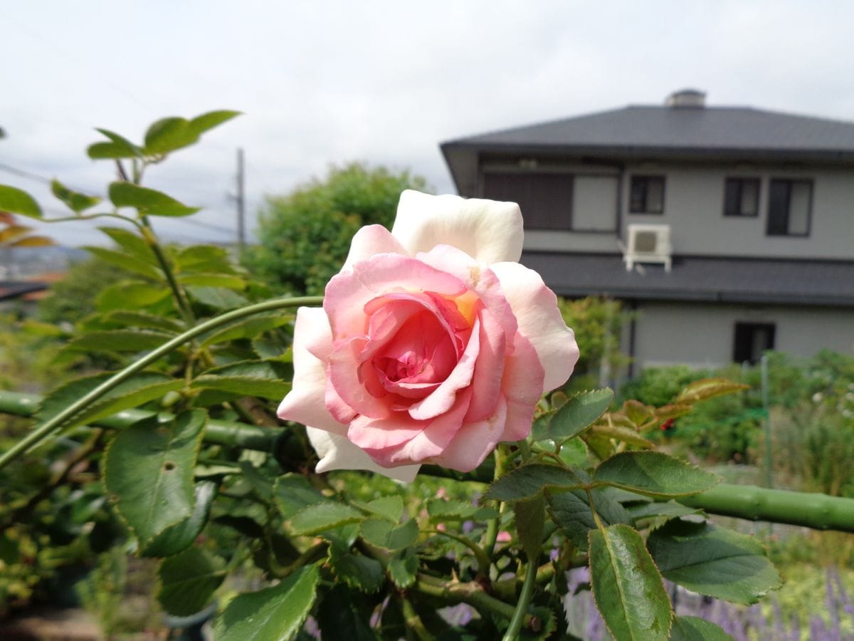 続・いろいろなお花たち