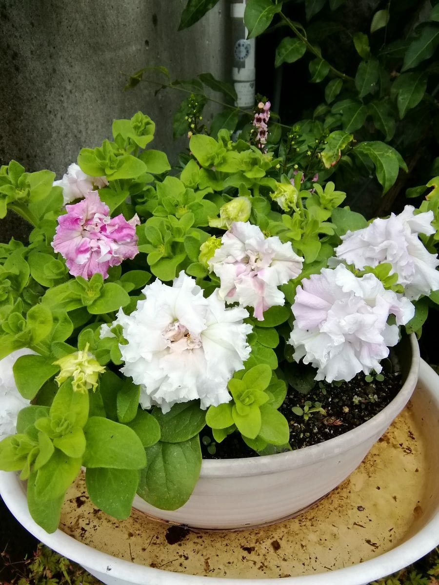 どんより梅雨空